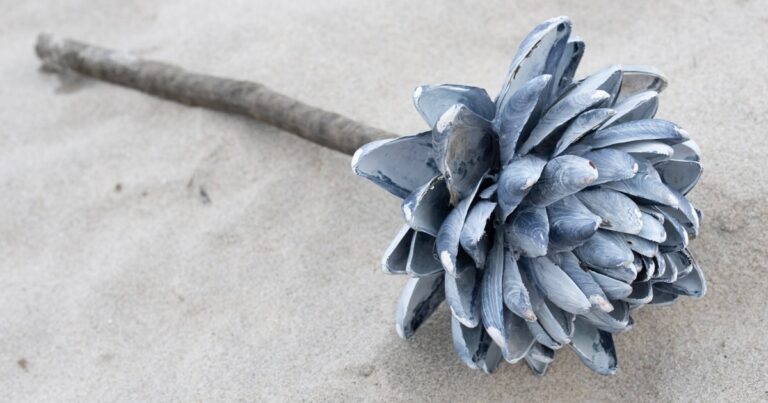 Diy Mussel Shell That Looks Like A Protea Flower