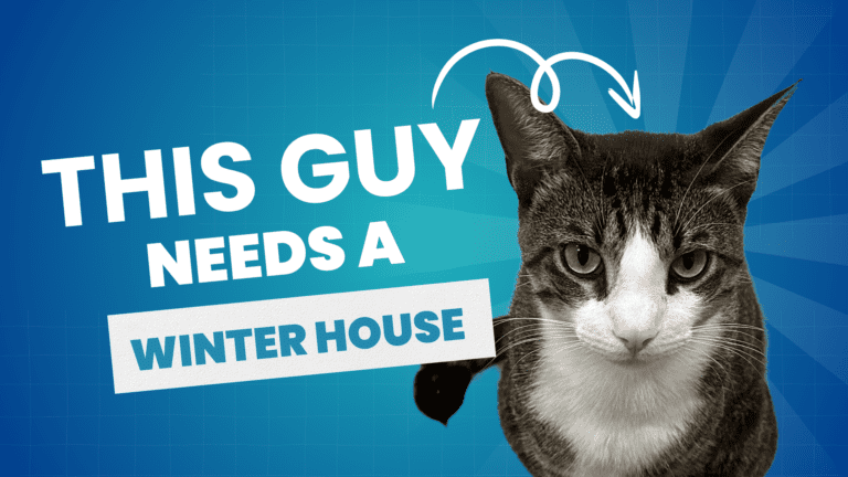 Preparing A Stray Cat's House For The Winter (plus An